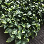 20" X 20" P104 WALL HEDGE